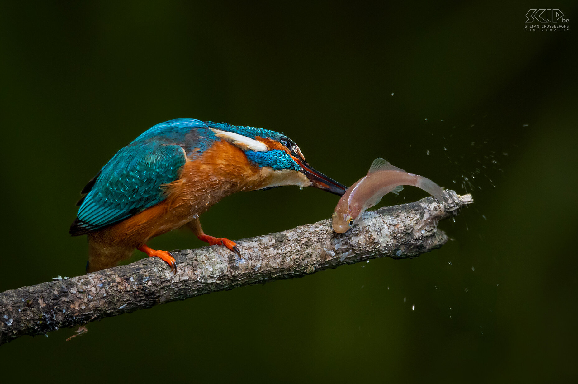 Kingfisher Some of my best images from recent years of one of the most beautiful birds in our country; the kingfisher. Stefan Cruysberghs